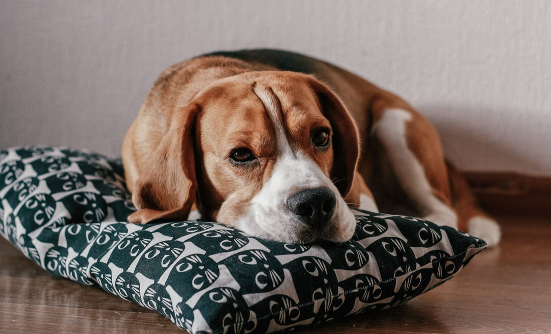 5 tekenen dat je hond zich verveelt (en wat je eraan kunt doen)