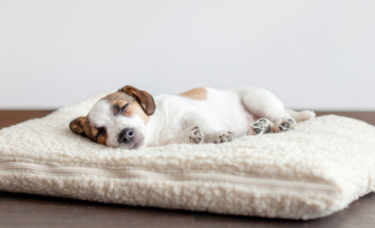 Blog: Hoe vind ik de beste honden mand?