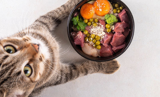 Blog: Wat is een gezonde snack voor mijn kat?