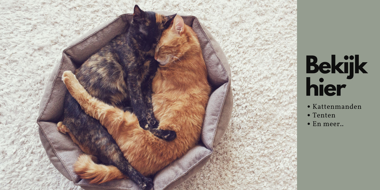 Kattenmanden
